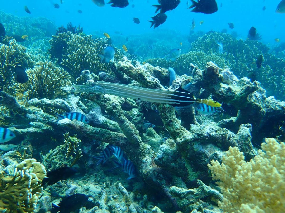The High Dive Gili Gede By Ultimate Resorts Exterior photo